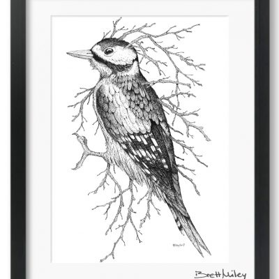 Leaf Woodpecker Framed Original - By Brett Miley