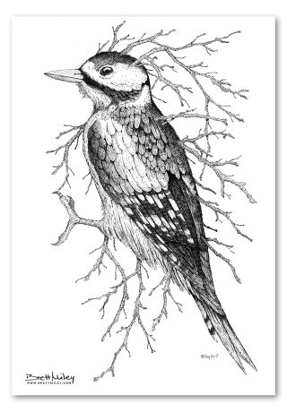 Leaf Woodpecker Print - Brett Miley Art
