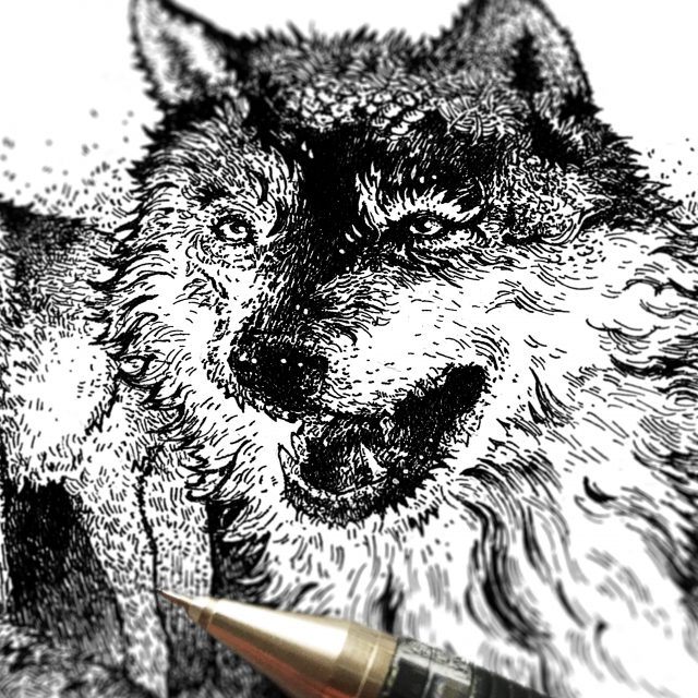 Forest Wolves Art By Brett Miley