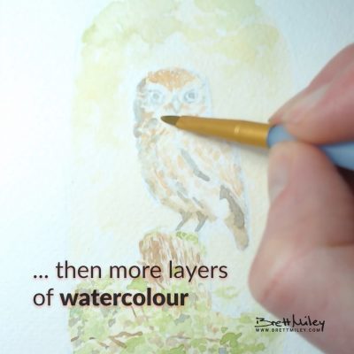 Little Owl Watercolour Art by Brett Miley