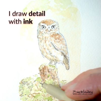 Little Owl Watercolour Art by Brett Miley