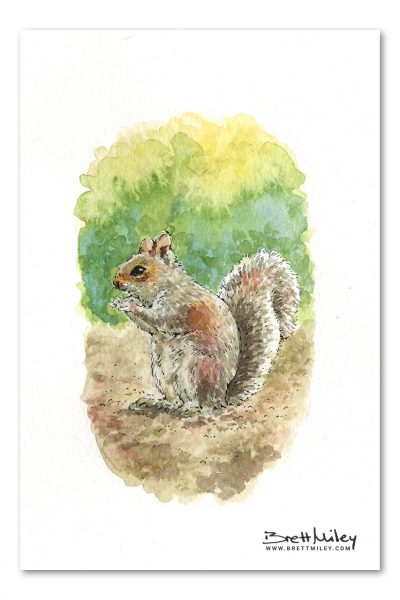 Grey Squirrel Watercolour Art by Brett Miley