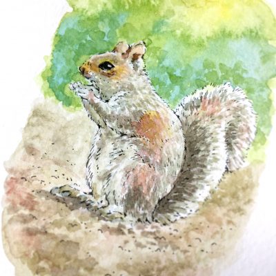 Grey Squirrel Watercolour Art by Brett Miley