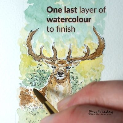 Stag Daily Watercolour Art by Brett Miley
