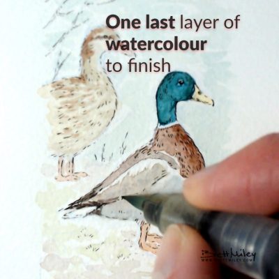 Mallard Ducks Watercolour Art by Brett Miley