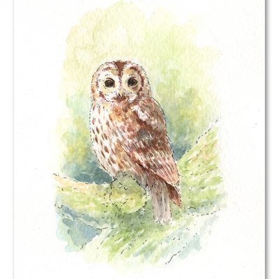 Tawny Owl Watercolour Art by Brett Miley