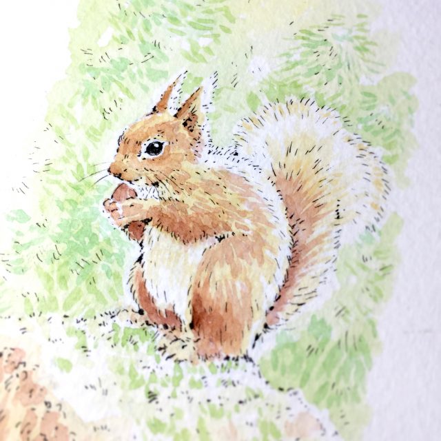 Red Squirrel Watercolour Art by Brett Miley