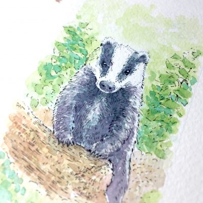 Badger Watercolour Art by Brett Miley