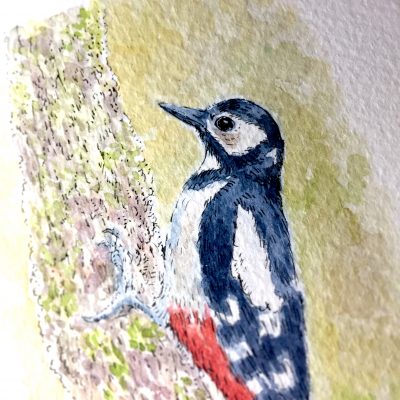 Woodpecker Daily Watercolour Art by Brett Miley