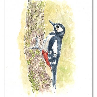 Woodpecker Daily Watercolour Art by Brett Miley