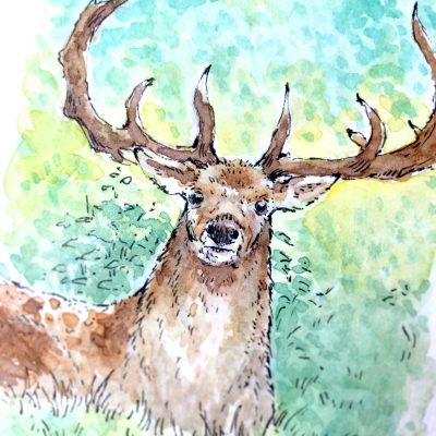 Stag Daily Watercolour Art by Brett Miley