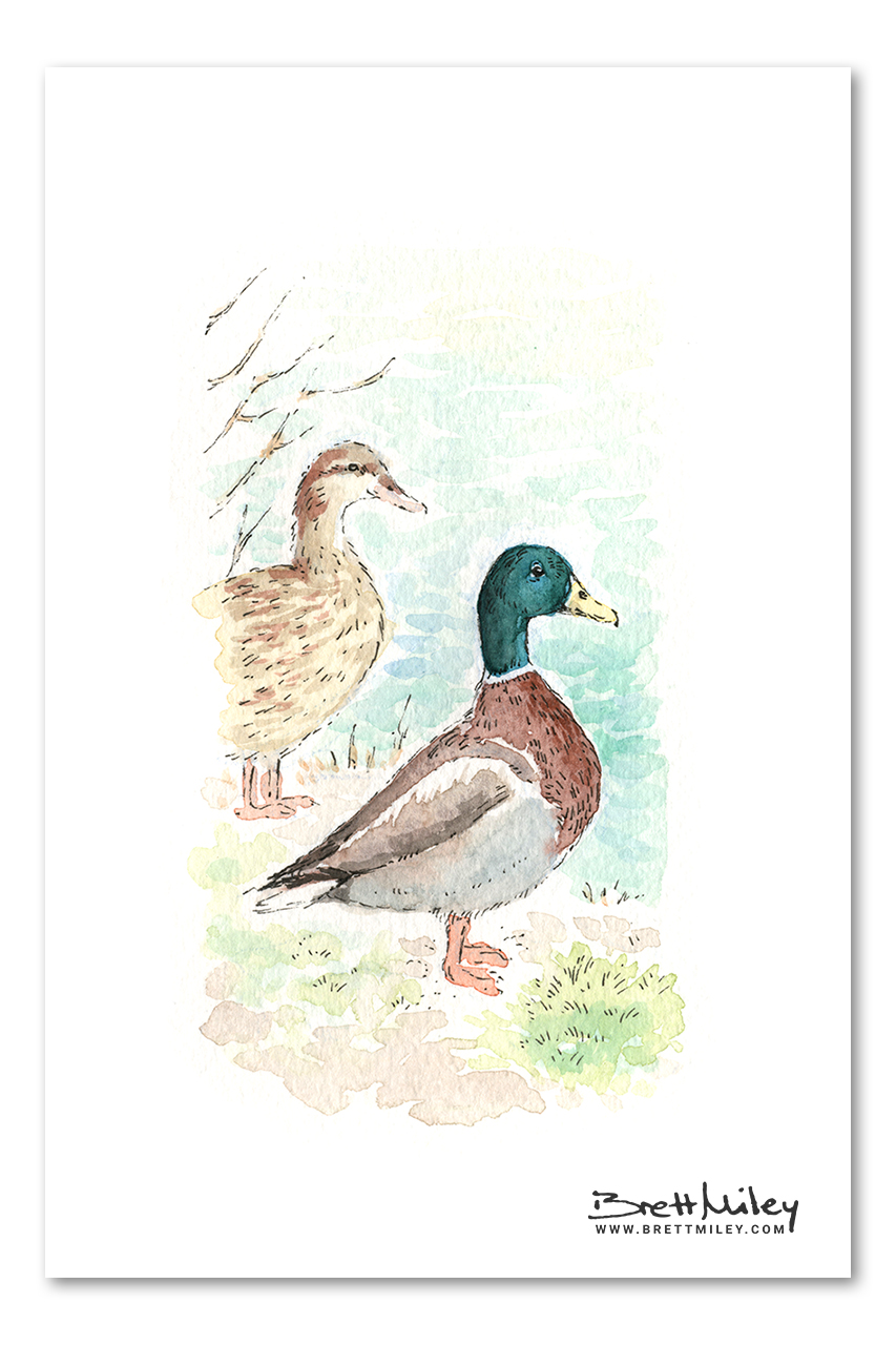 Mallard Ducks Watercolour Art by Brett Miley