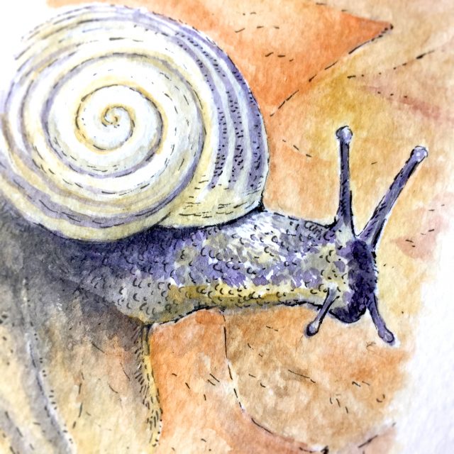 Snail Watercolour Art by Brett Miley