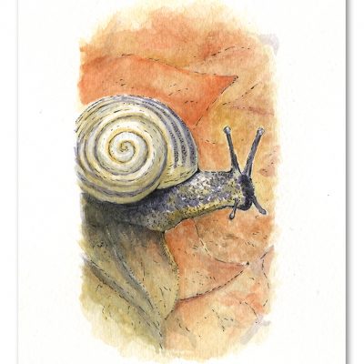 Snail Watercolour Art by Brett Miley
