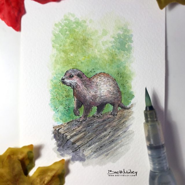 Otter Watercolour Art by Brett Miley