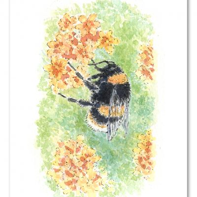 Bumble Bee Watercolour Art by Brett Miley
