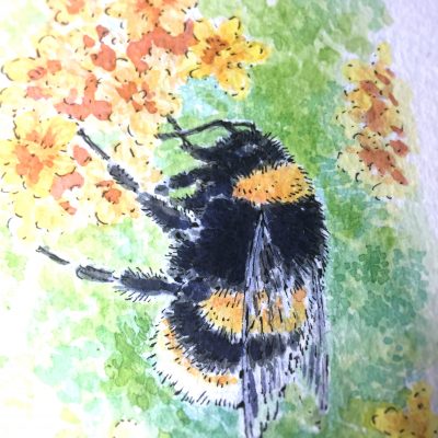 Bumble Bee Watercolour Art by Brett Miley