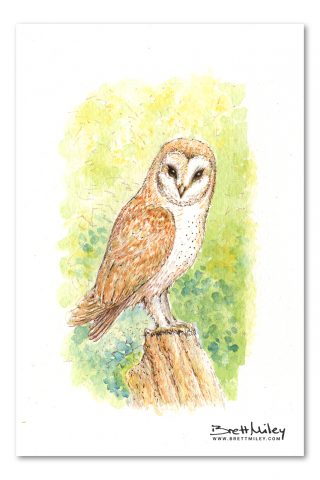 Barn Owl Watercolour Art by Brett Miley