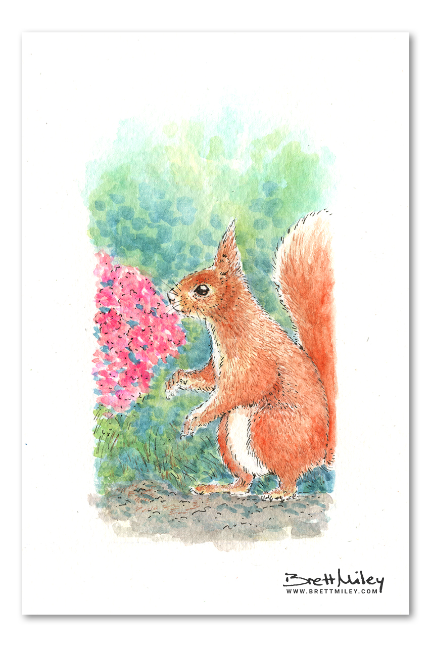 Red Squirrel Watercolour Art by Brett Miley