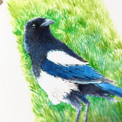 Magpie Watercolour Art by Brett Miley