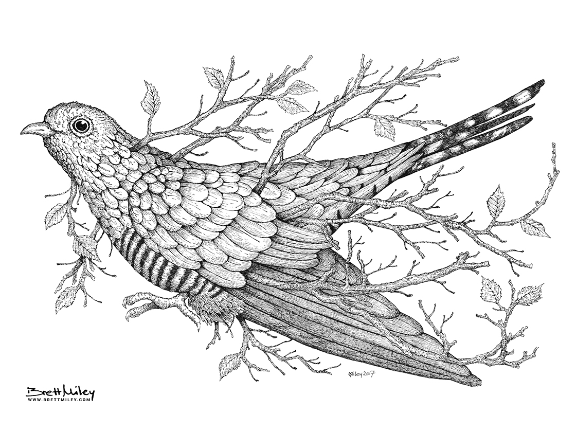 Leaf Cuckoo Print - Brett Miley Art