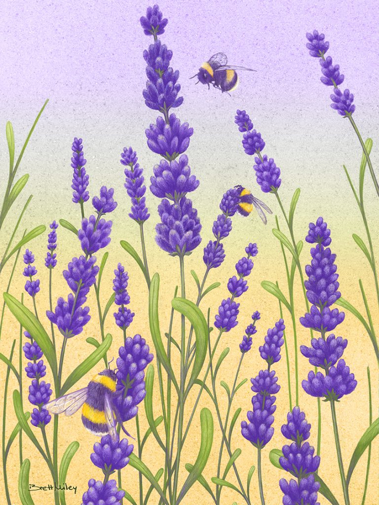 Lavender Bees by Brett Miley