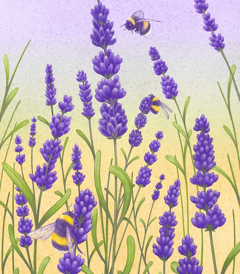 Lavender Bees by Brett Miley