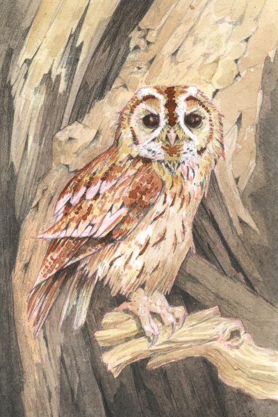 Tawny Owl Watercolour Original Art by Brett Miley