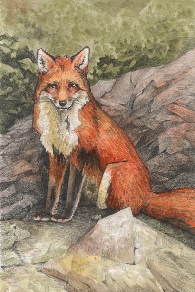 Fox Next to Rocks Watercolour Original Art by Brett Miley