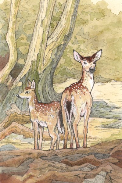 Fallow Deer Watercolour Original Art by Brett Miley