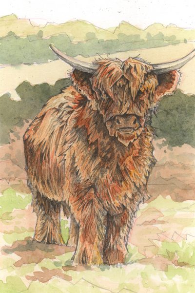 Highland Cow - Image 2