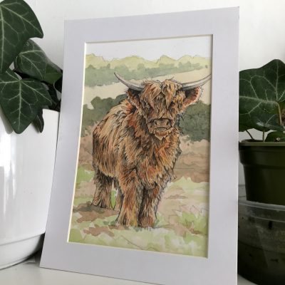 Highland Cow