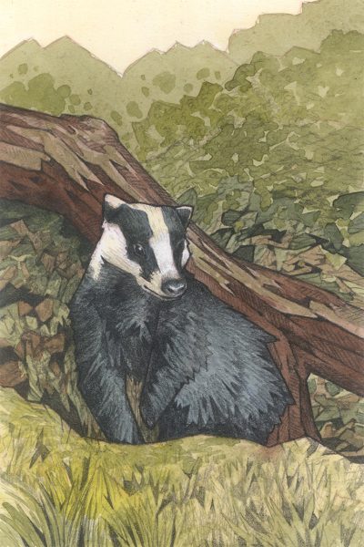 Badger - Image 2